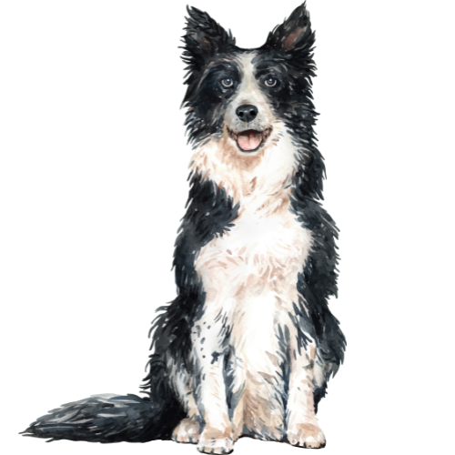 Canine (Dog) transport Services