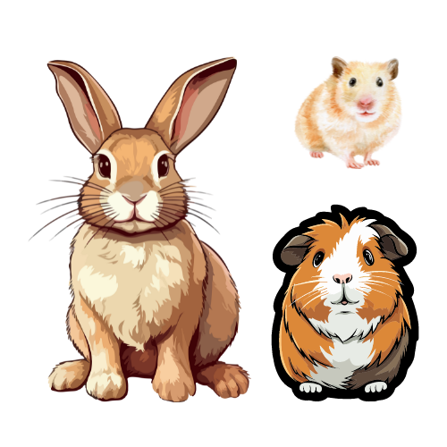 Rabbits & Rodents Transport Services