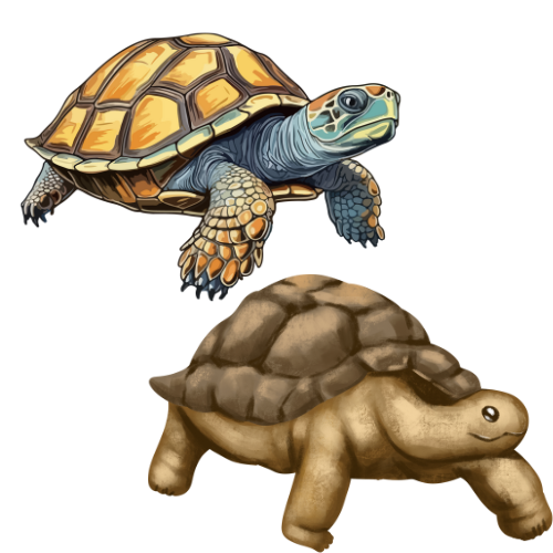 Turtle and tortoise Transport Services
