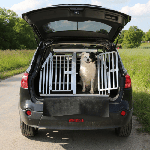 Pet travl by Road Pet Taxi Services