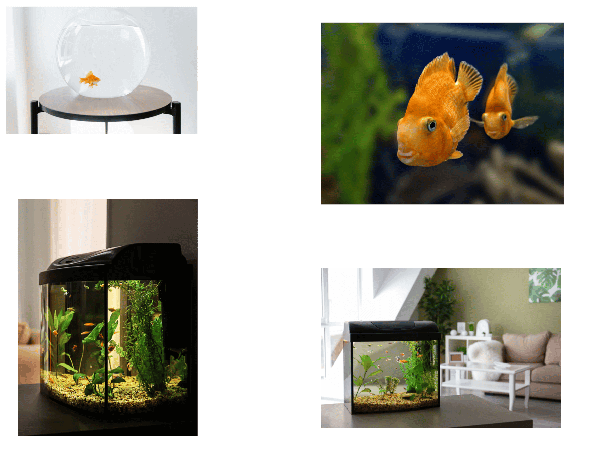 Fish transport Services