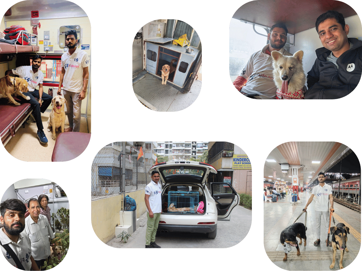 Pet Relocation Services Chandigarh