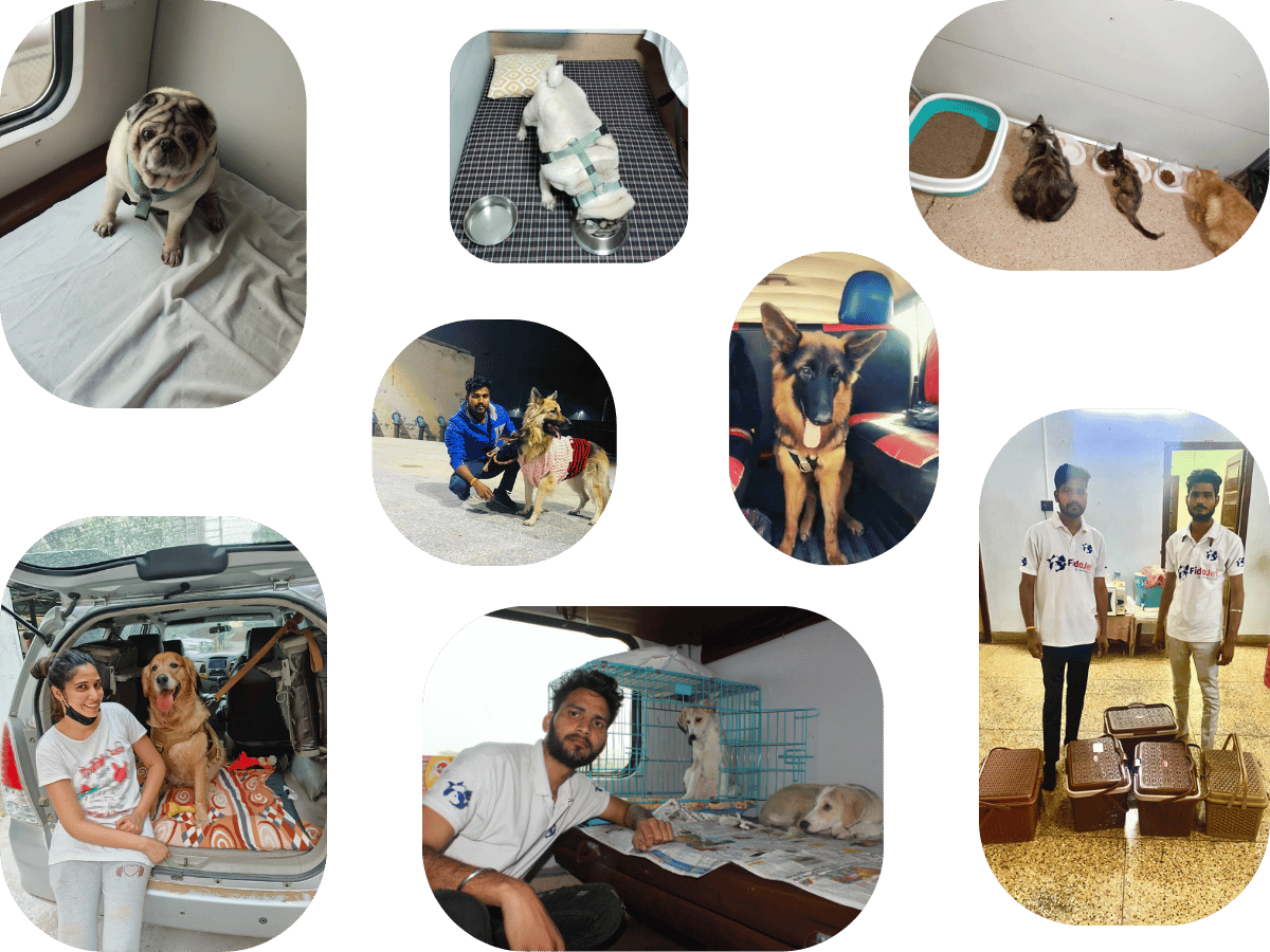 Pet Relocation Services Dibrugarh