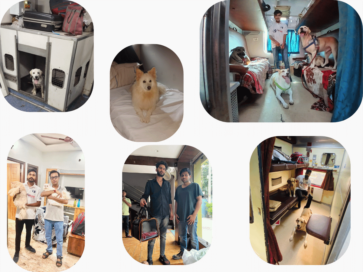 Pet Relocation Services Goa