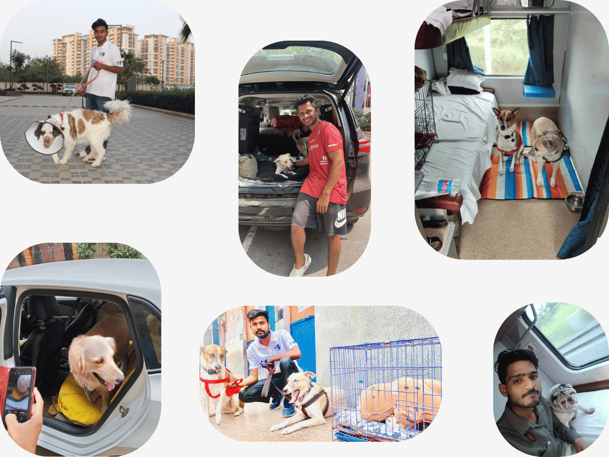 Pet Relocation Services Guwahati
