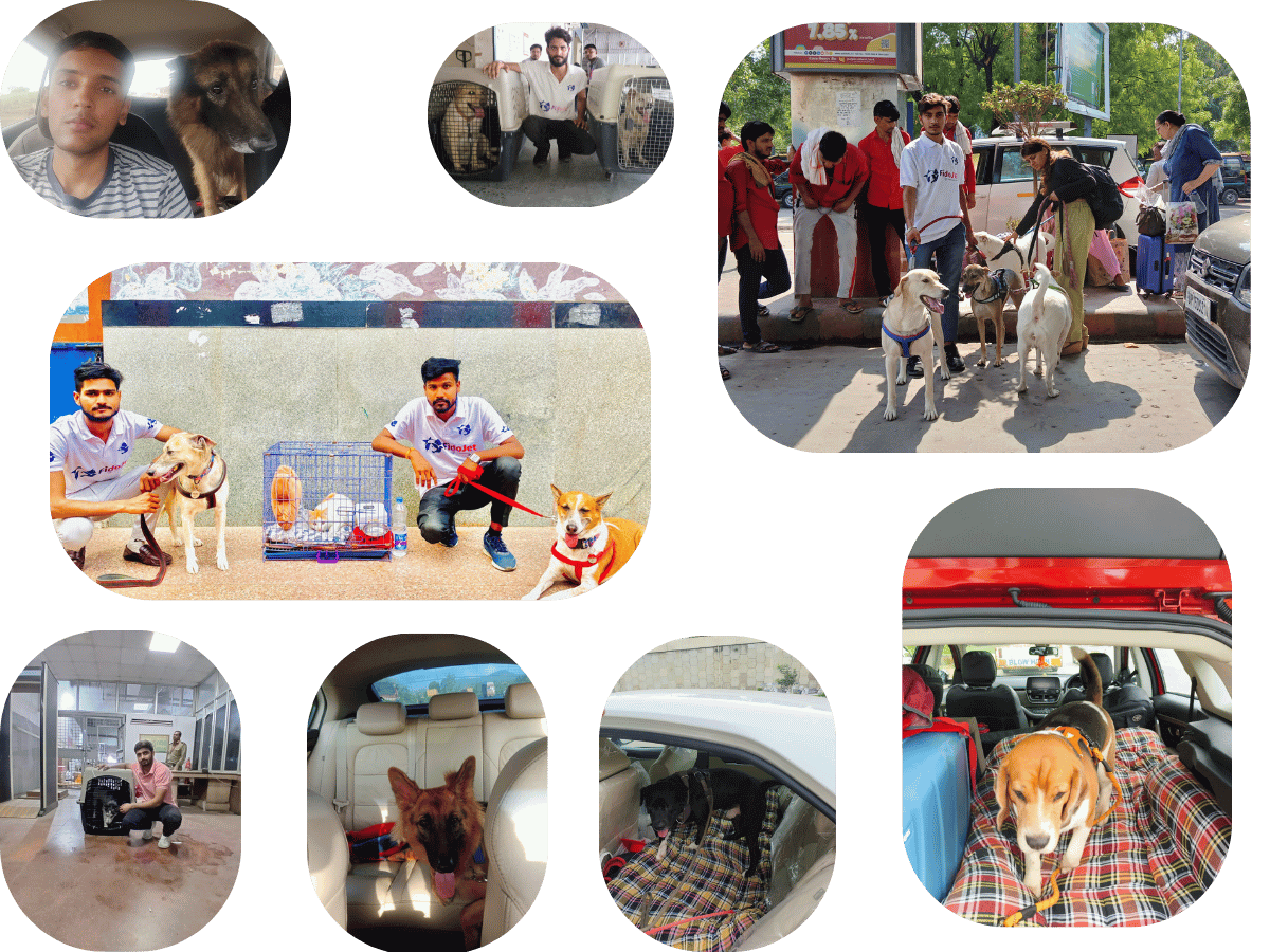 Pet Relocation Services Jaipur