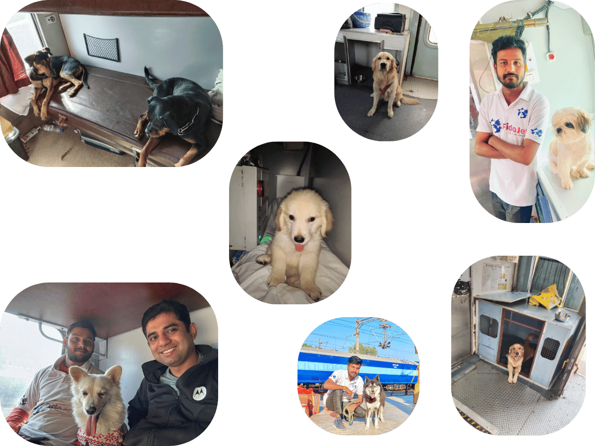 Pet Relocation Services Siliguru - Bagdogra